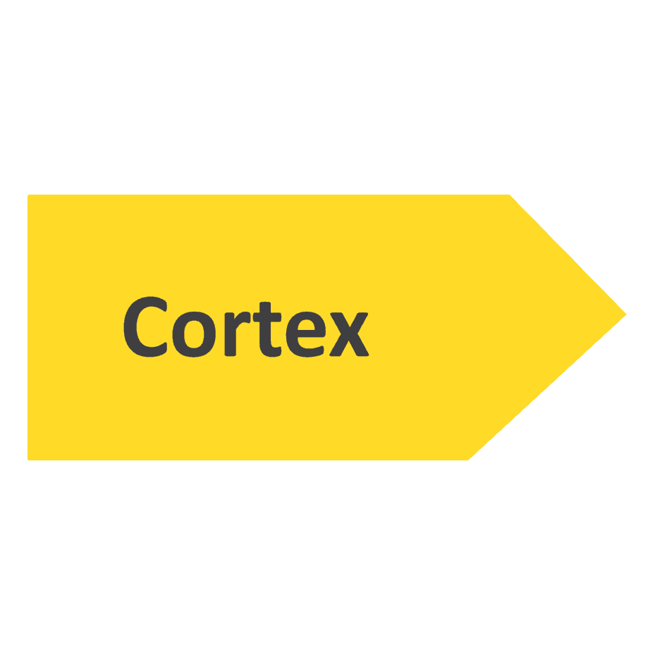 Кортекс
